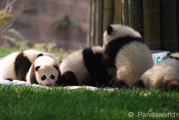 panda-kids2010-11
