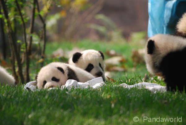 panda-kids2010-15