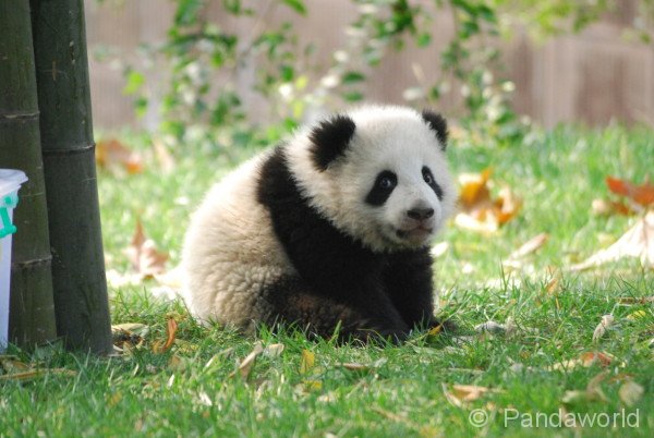 panda-kids2010-19