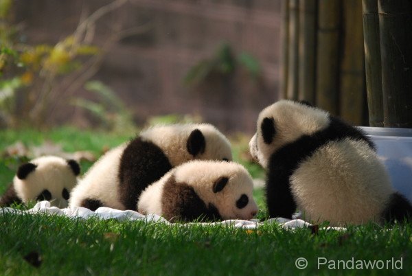 panda-kids2010-9