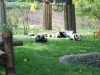 panda-kids2010-1
