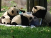 panda-kids2010-12