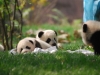 panda-kids2010-15