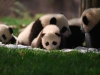 panda-kids2010-16