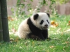 panda-kids2010-19