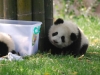 panda-kids2010-2