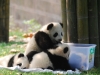 panda-kids2010-3