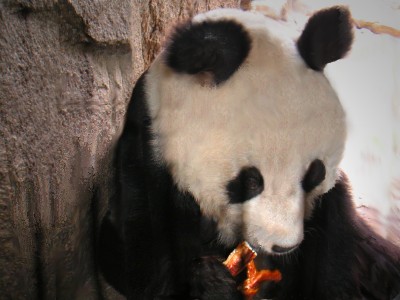 Bao Bao  – Der Panda aus Berlin